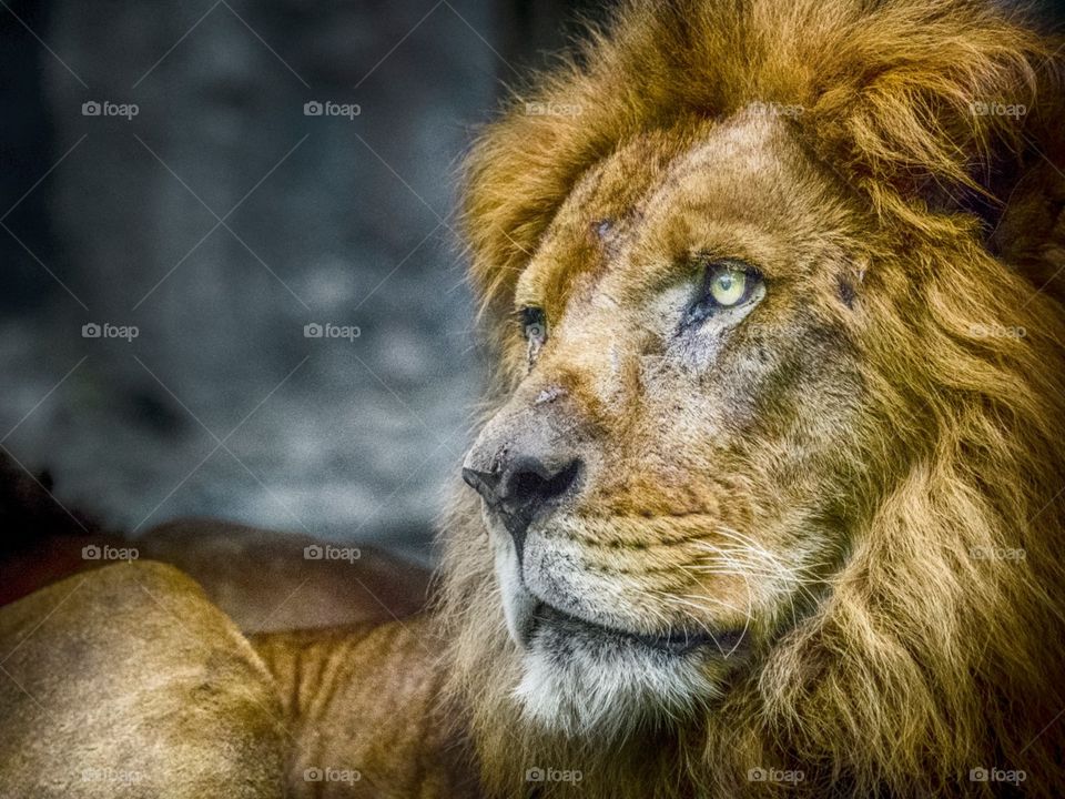 Staring Lion in colors