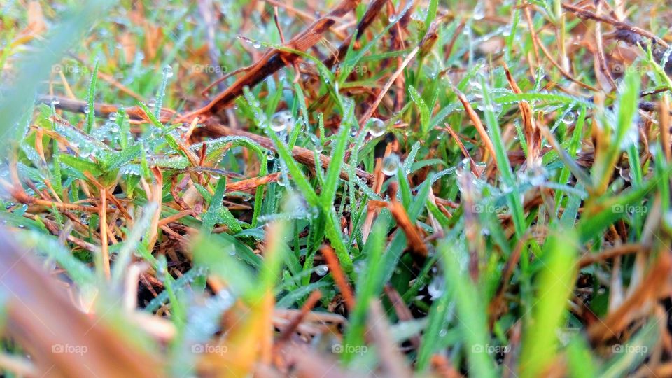 Tiny grass with water droplets
