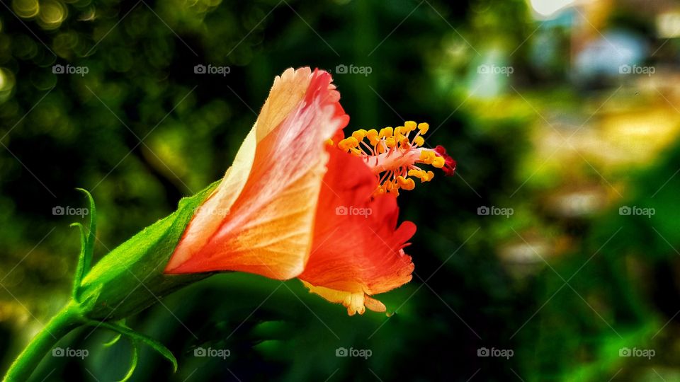 Revealing bud of hibiscus is isolated on a dark green background.