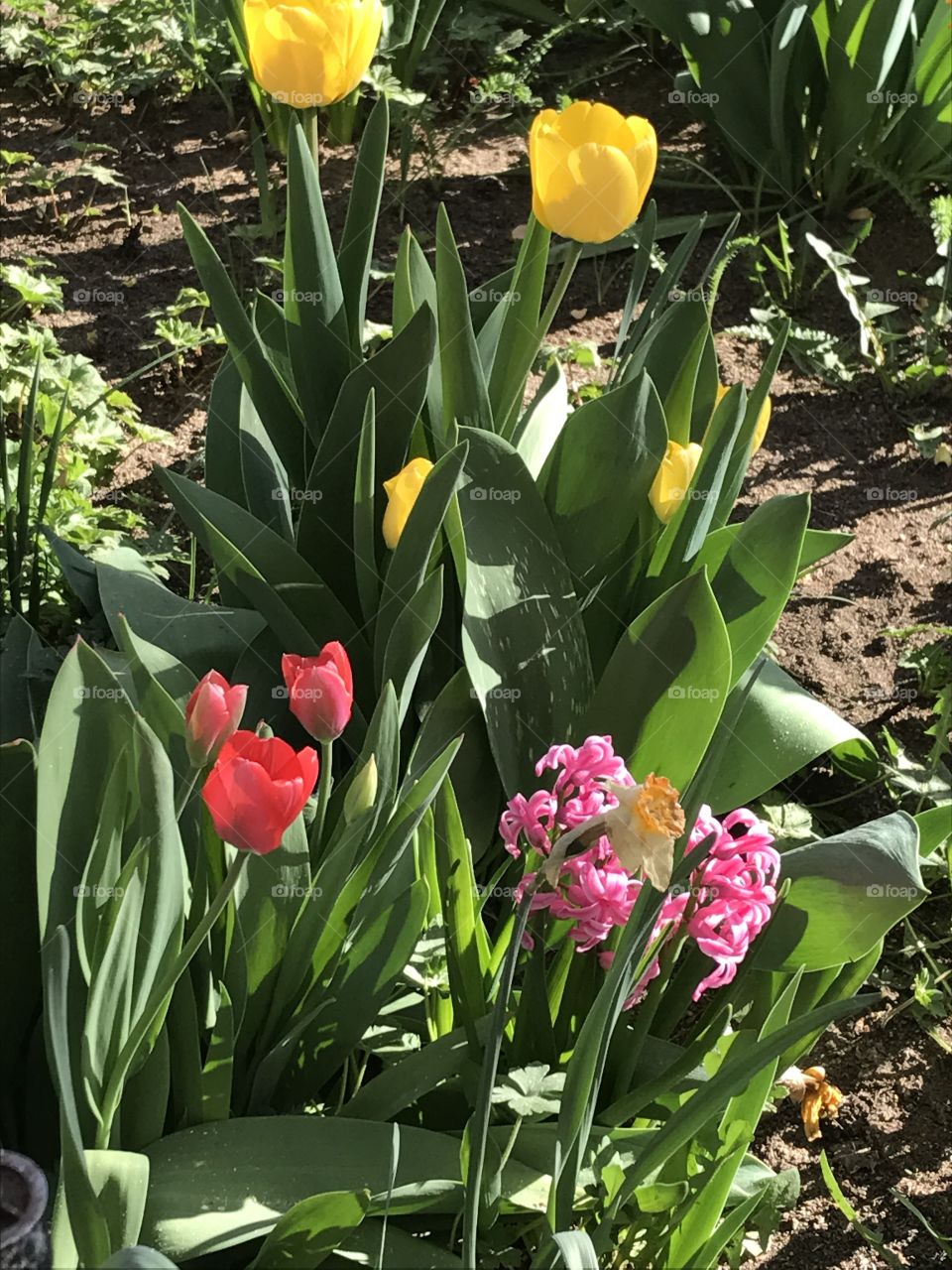 Tulips and Hyacinths 