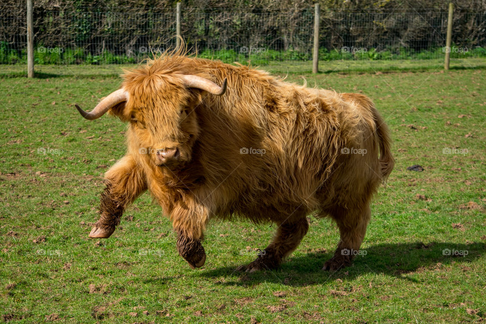 Leaping Highland Cow
