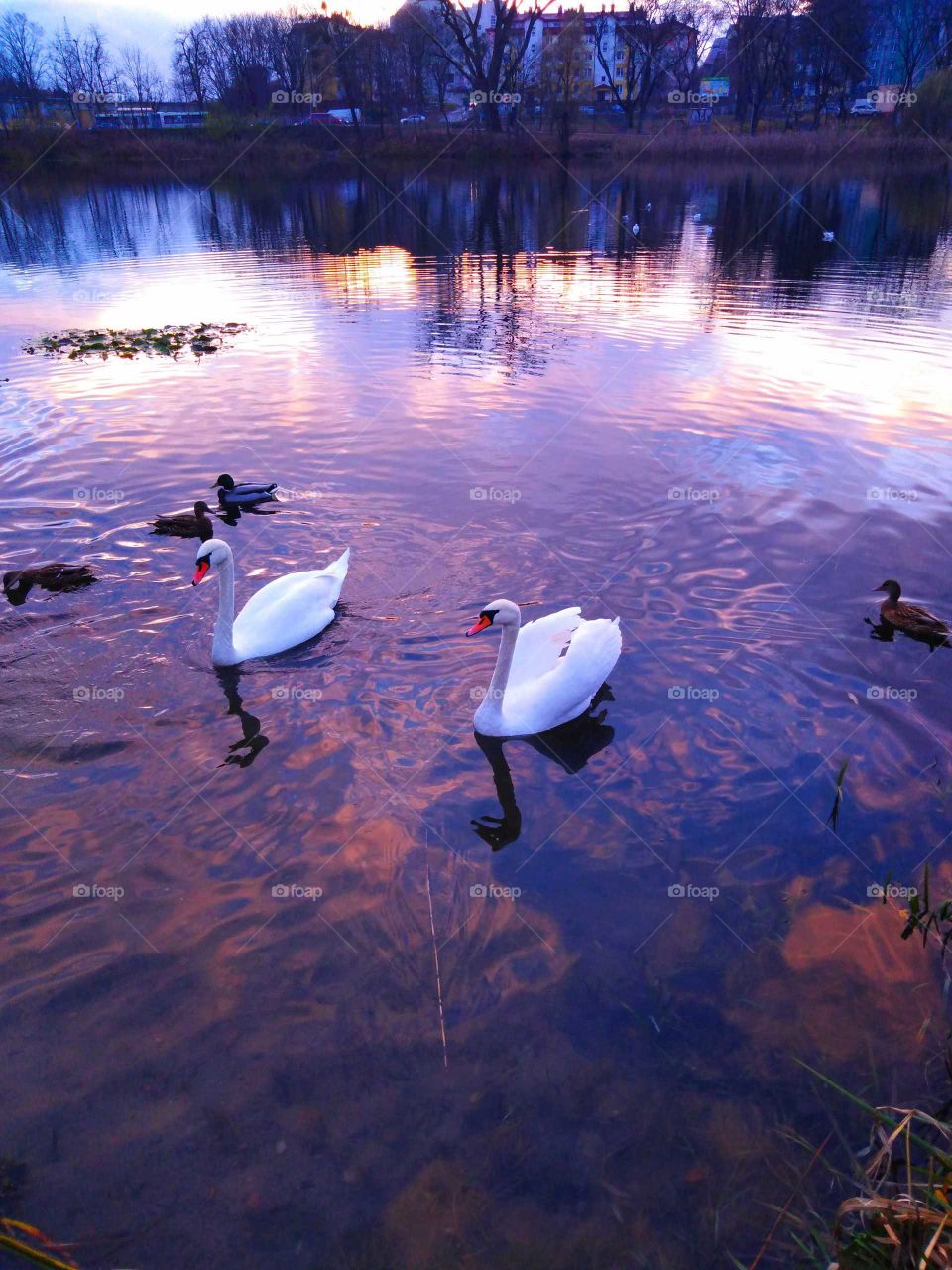 Swans