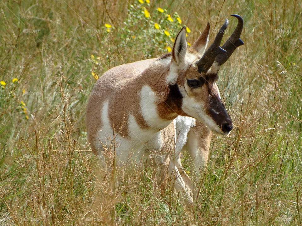 An antelope takes a brief break from grazing to survey its surroundings at Custer State Park in South Dakota.