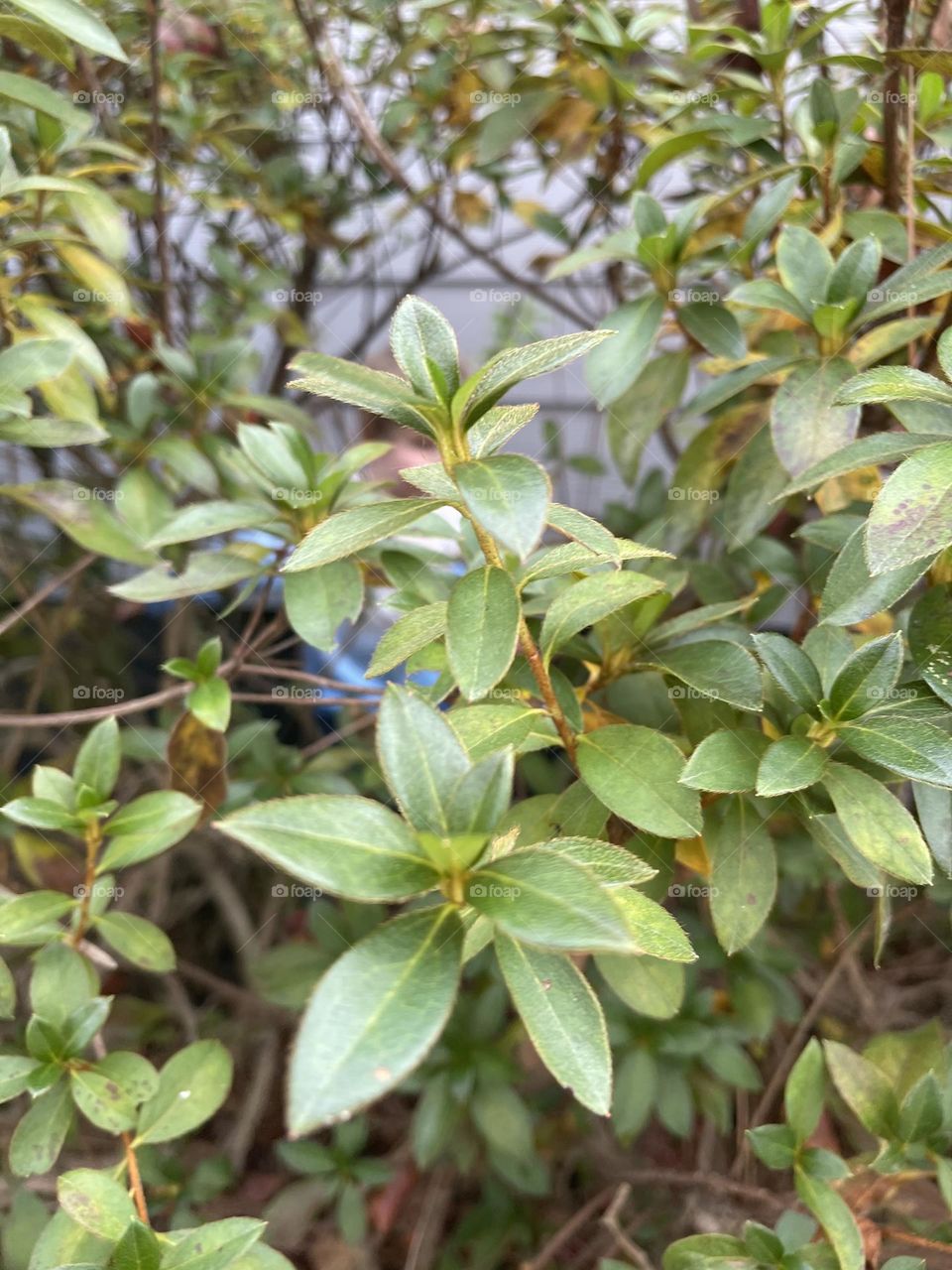 Little munchkin hiding in Big Green Bushes. 