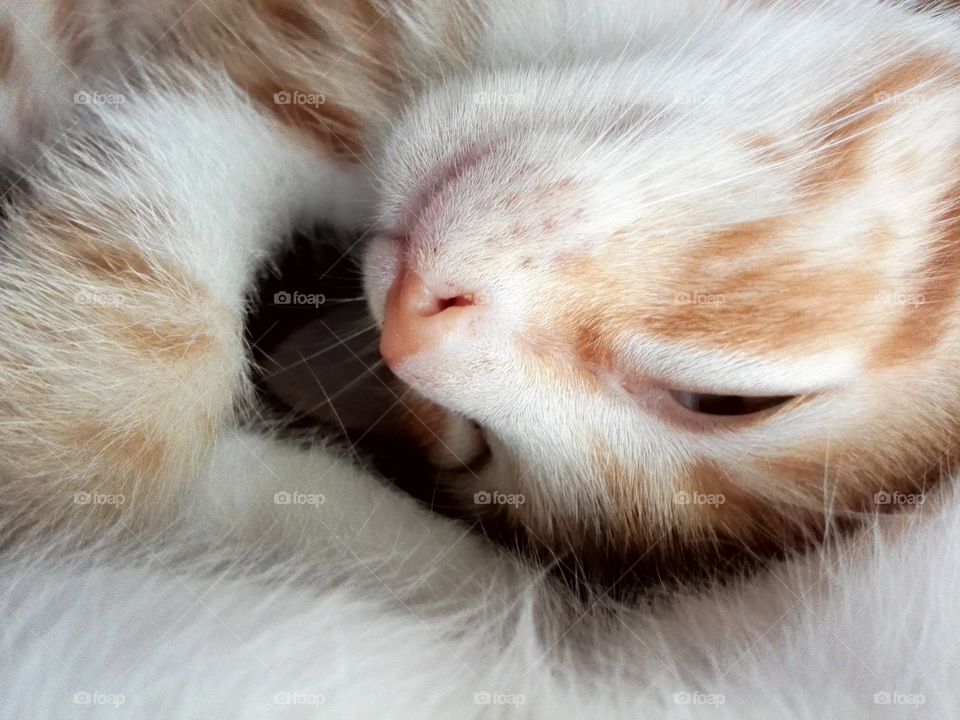 Napping kitten