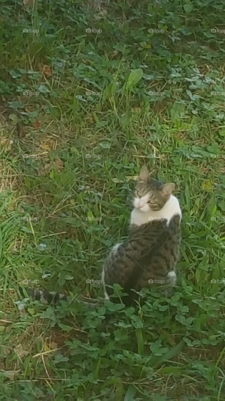El gato n el patio. descansando en el patio