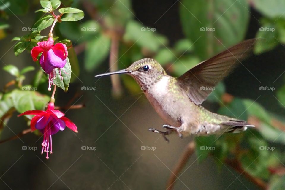 Hummingbird hovering near flower