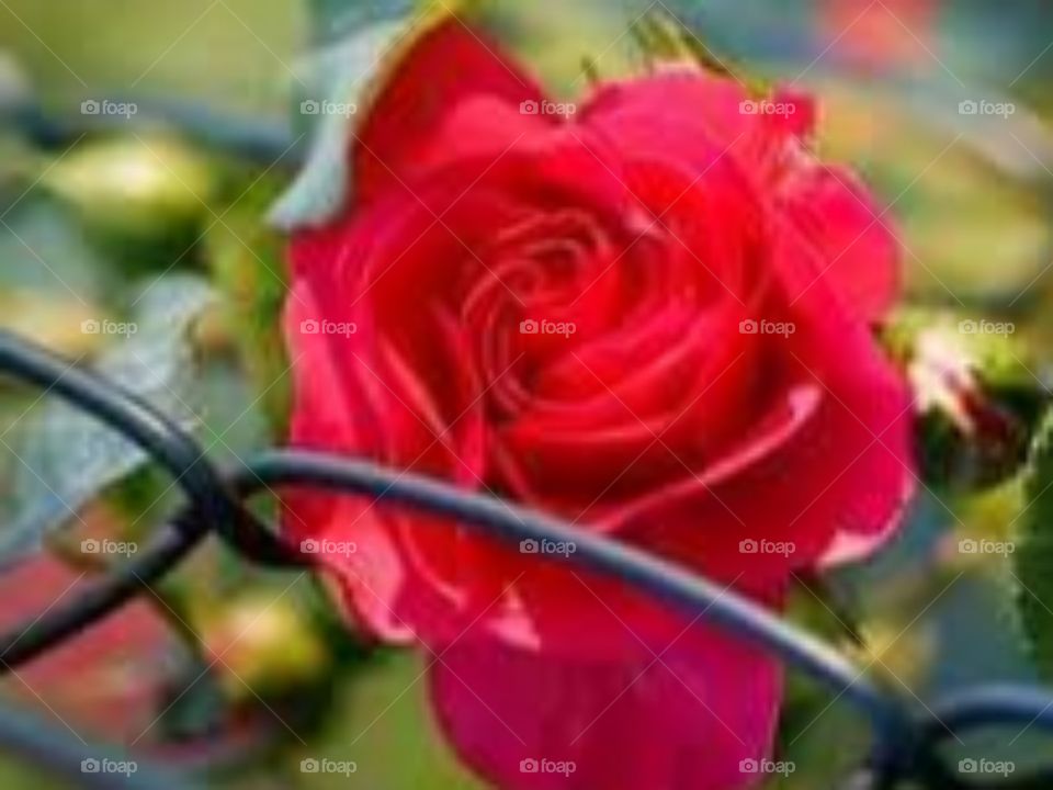 red flower hd
