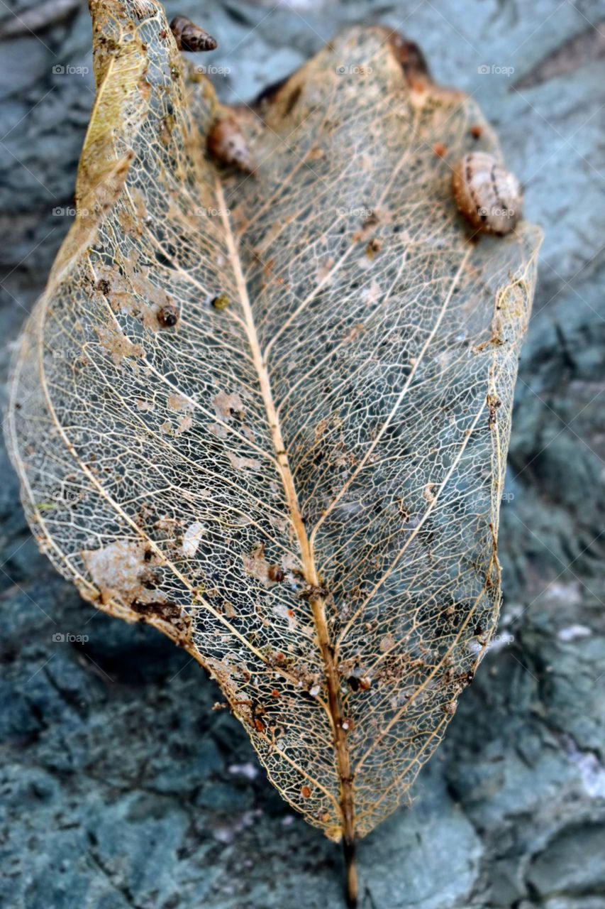 Leaf texture