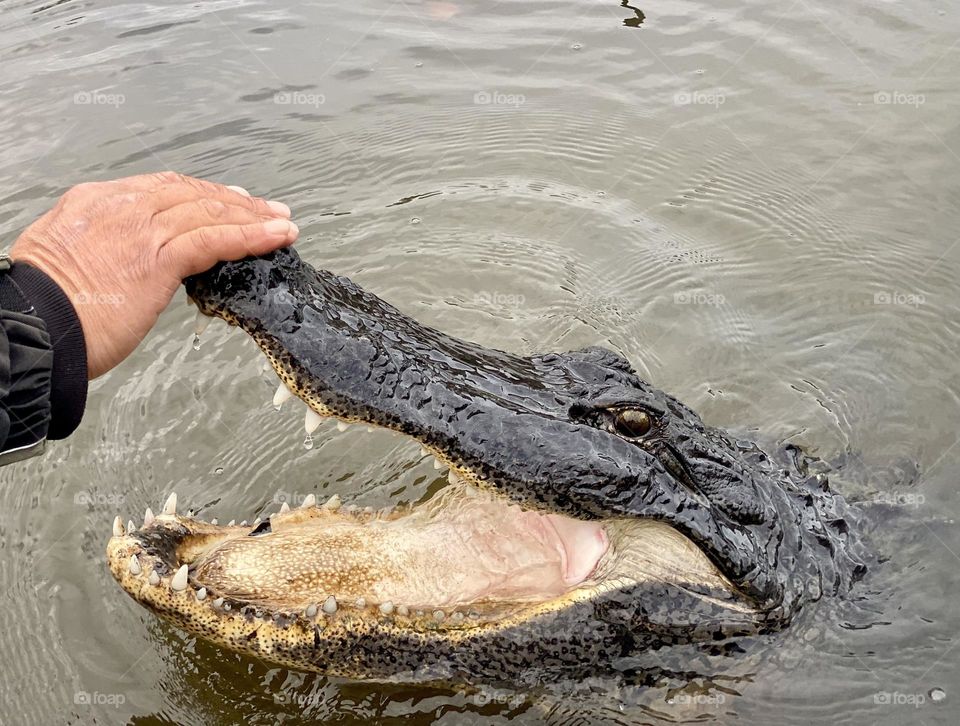 An alligator with its mouth open being touched by a person 