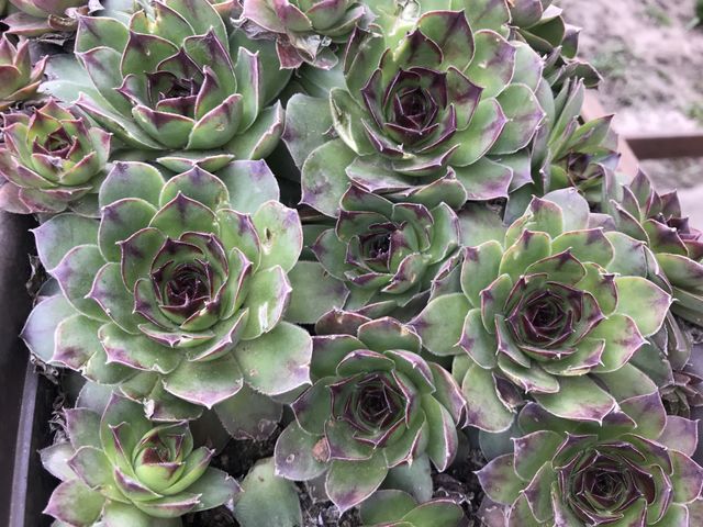 Flowers houseleeks or Sempervivum are flowering plants in the family Crassulaceae, and other common names are liveforever and hen and chicks.