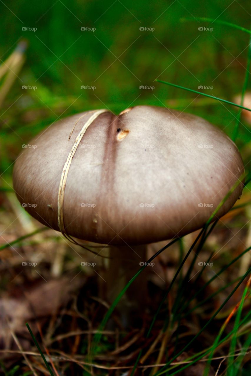Mushroom #10