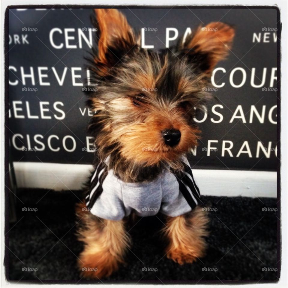 Bruno the yorkie