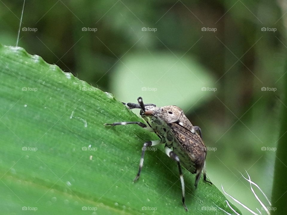 assassin bug