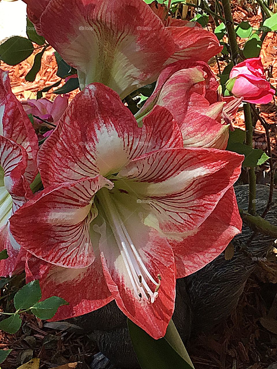 Beautiful close up of the Amaryllis flower