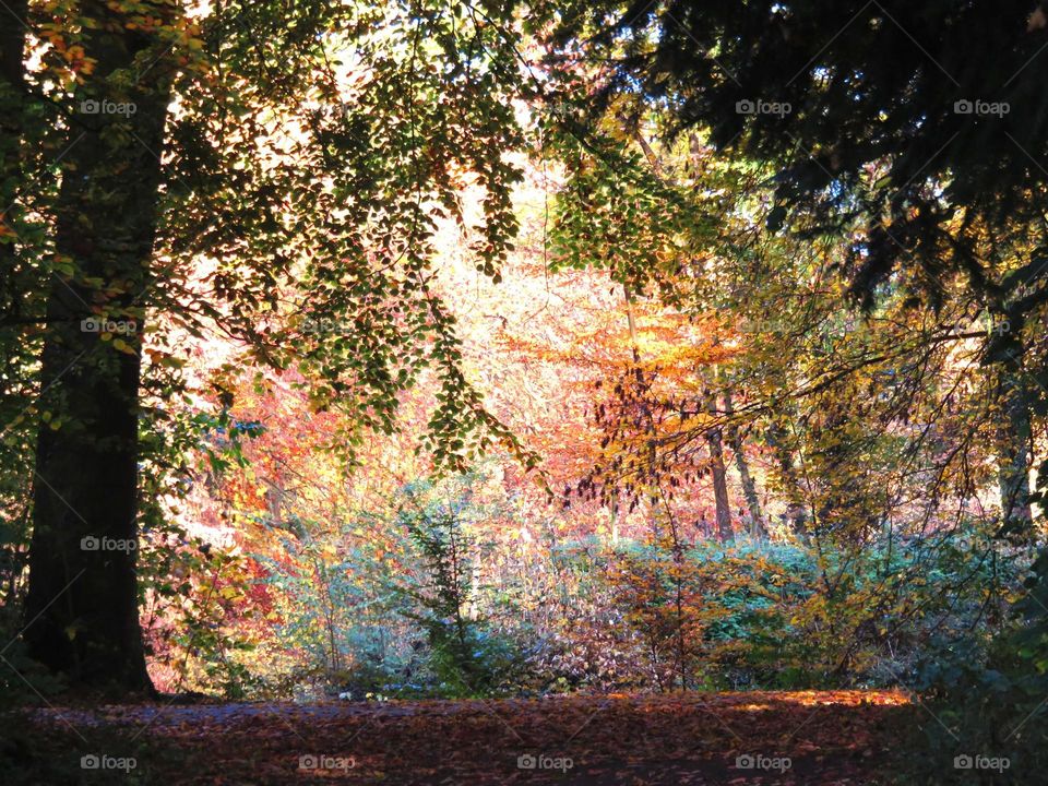 Scenic view of autumn trees