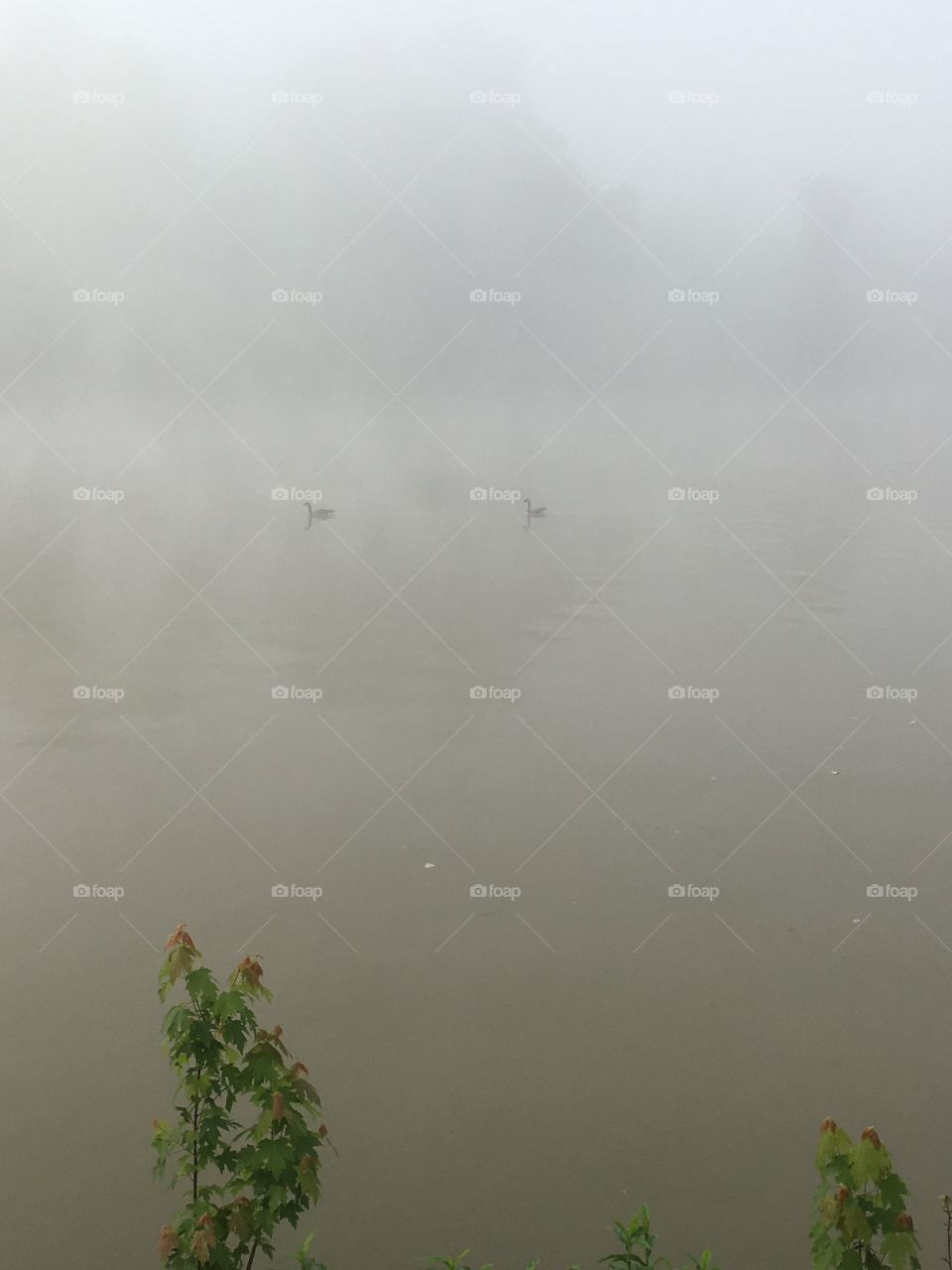 Geese enjoying the cool, foggy morning
