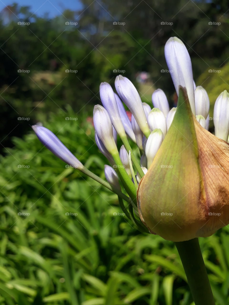 Agapanthus, or Lily of the Nile.