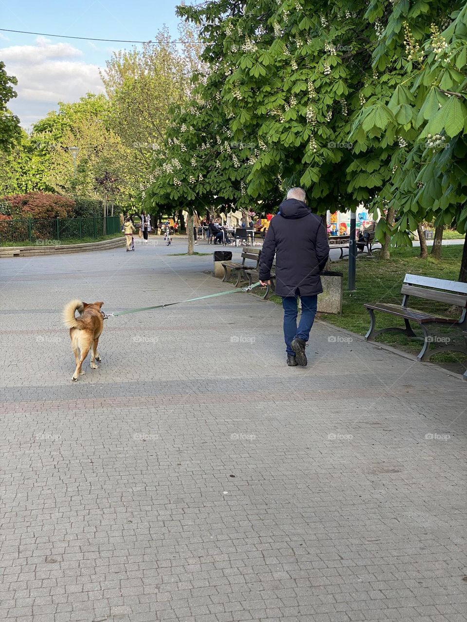 Back view of man with dog 