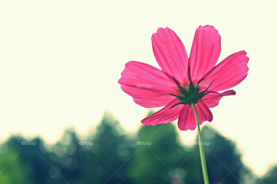 Pretty in Pink. Gorgeous flower! 