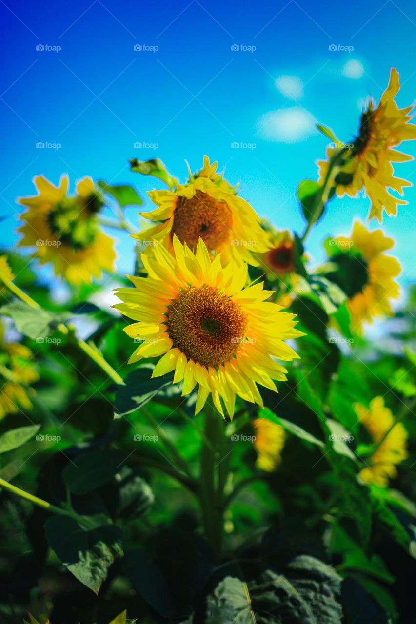 sunflowers