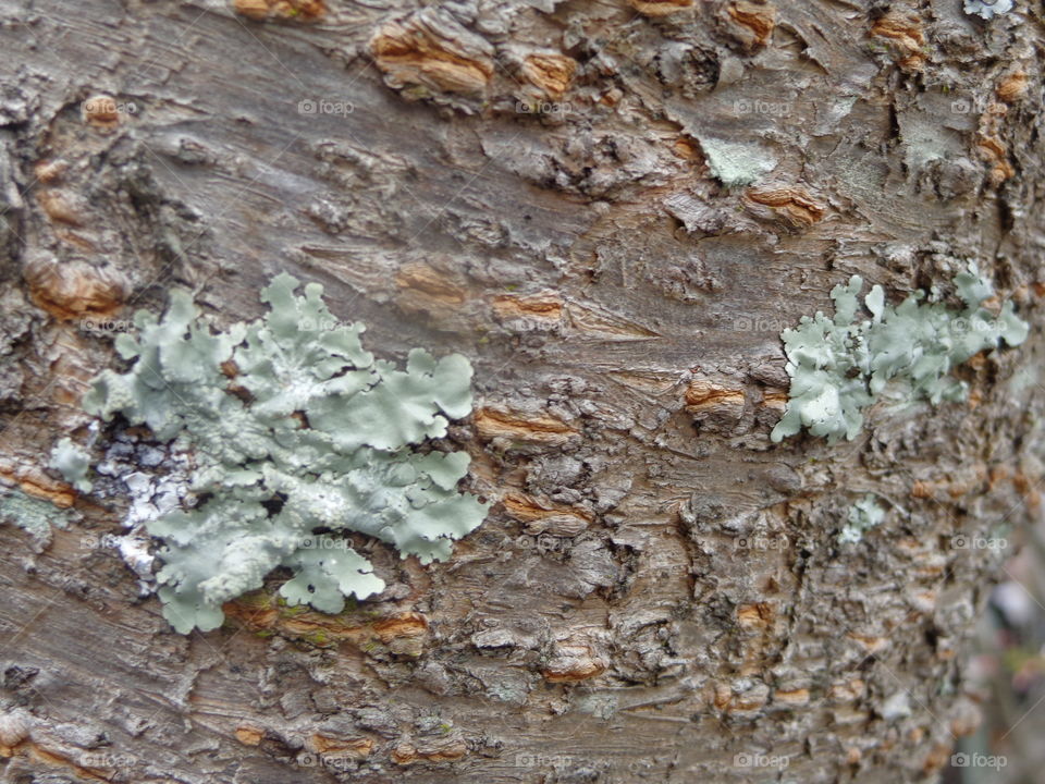 lichen and bark. cherry tree trunk