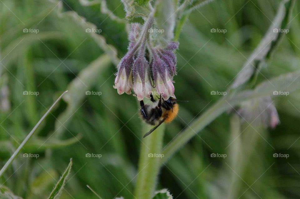 Bumblebee on Wildflower
