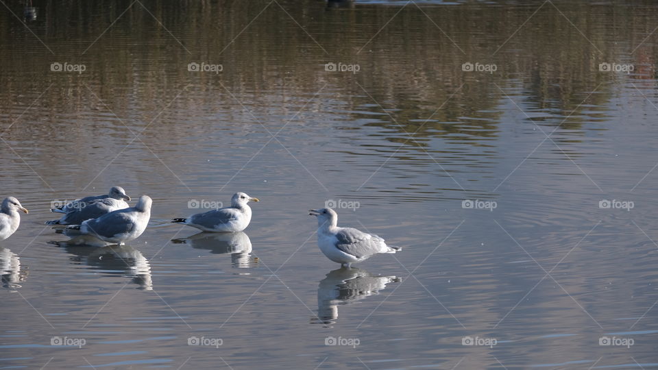 Flock of seagulls standing in brackish water.