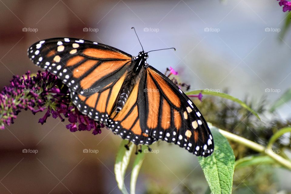 Monarch Beauty