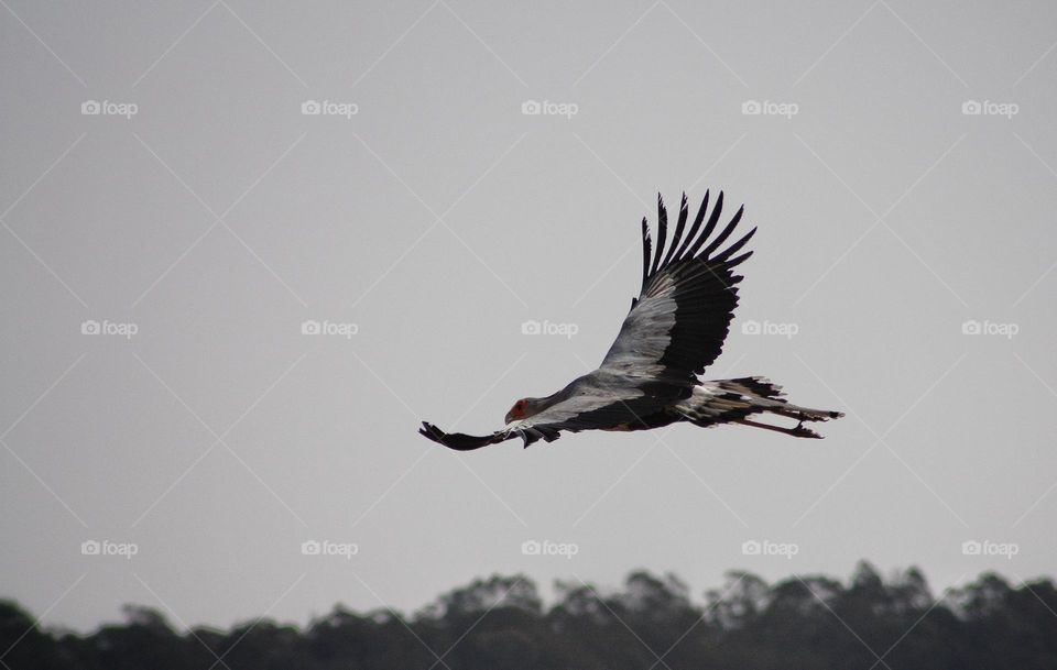 beautiful Secretary bird caught in flight. Bif ( bird in flight)