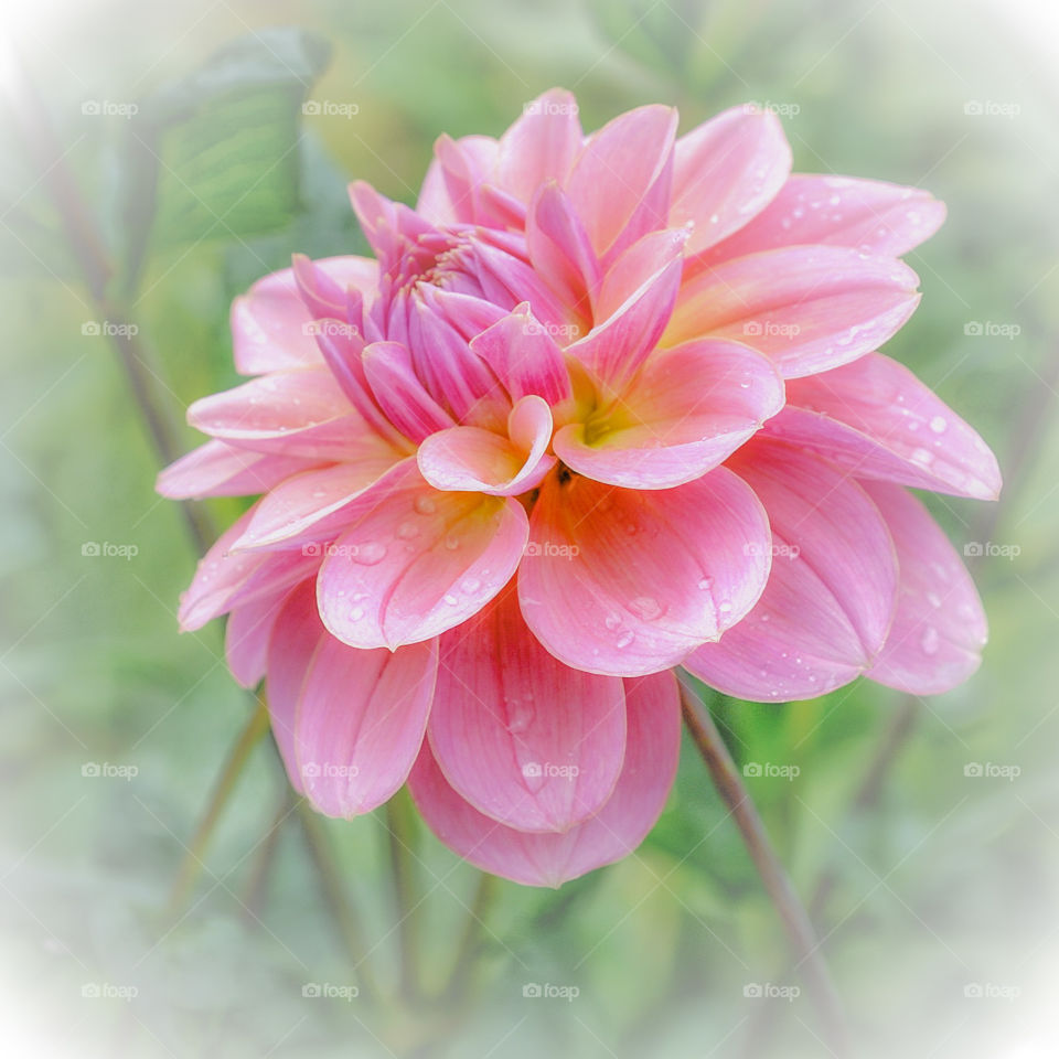 Dahlia in the mist