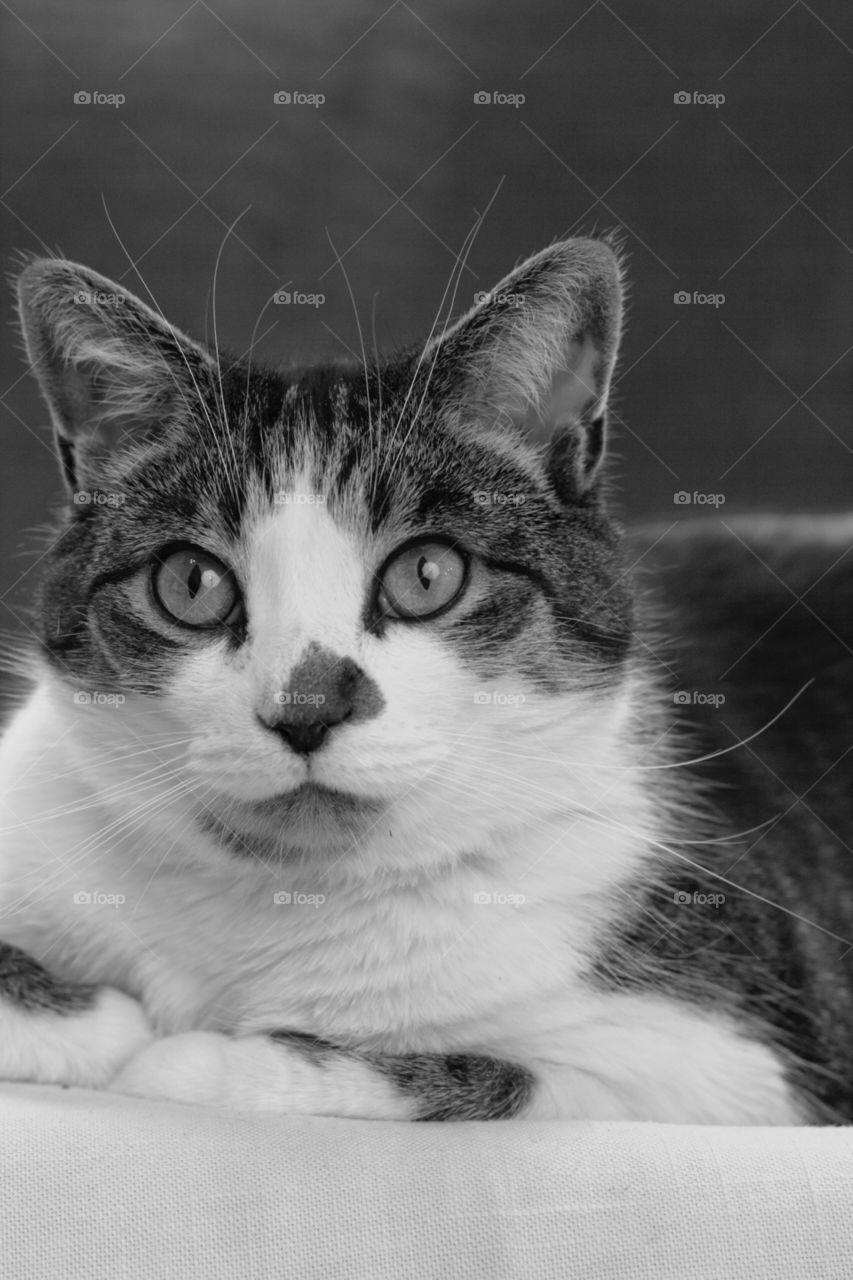 Black and white photo of tabby cat. Great stare