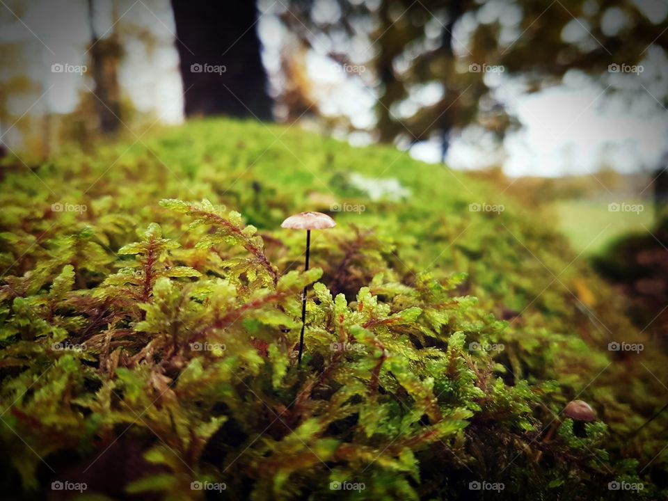 Little mushroom in the moss.