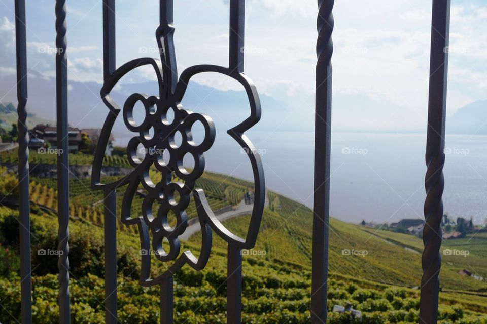 Vignobles de Lavaux