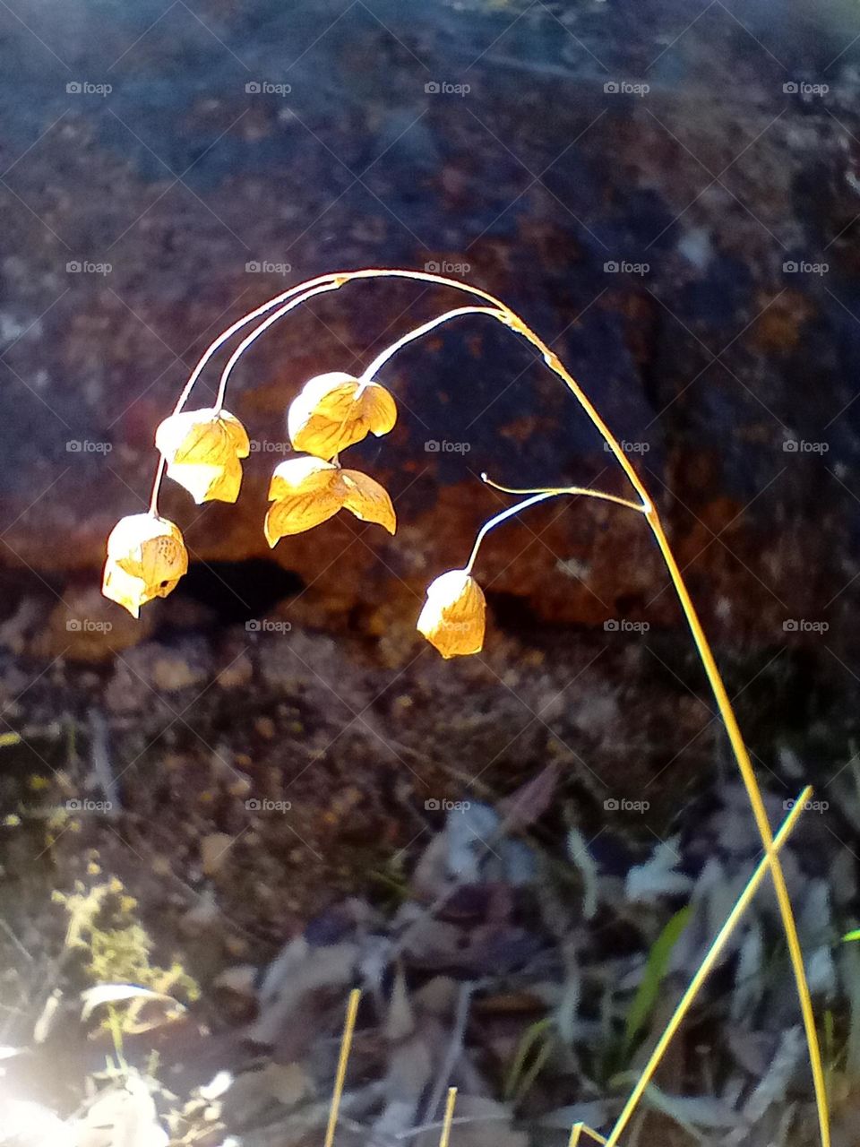 seed in the sunlight
