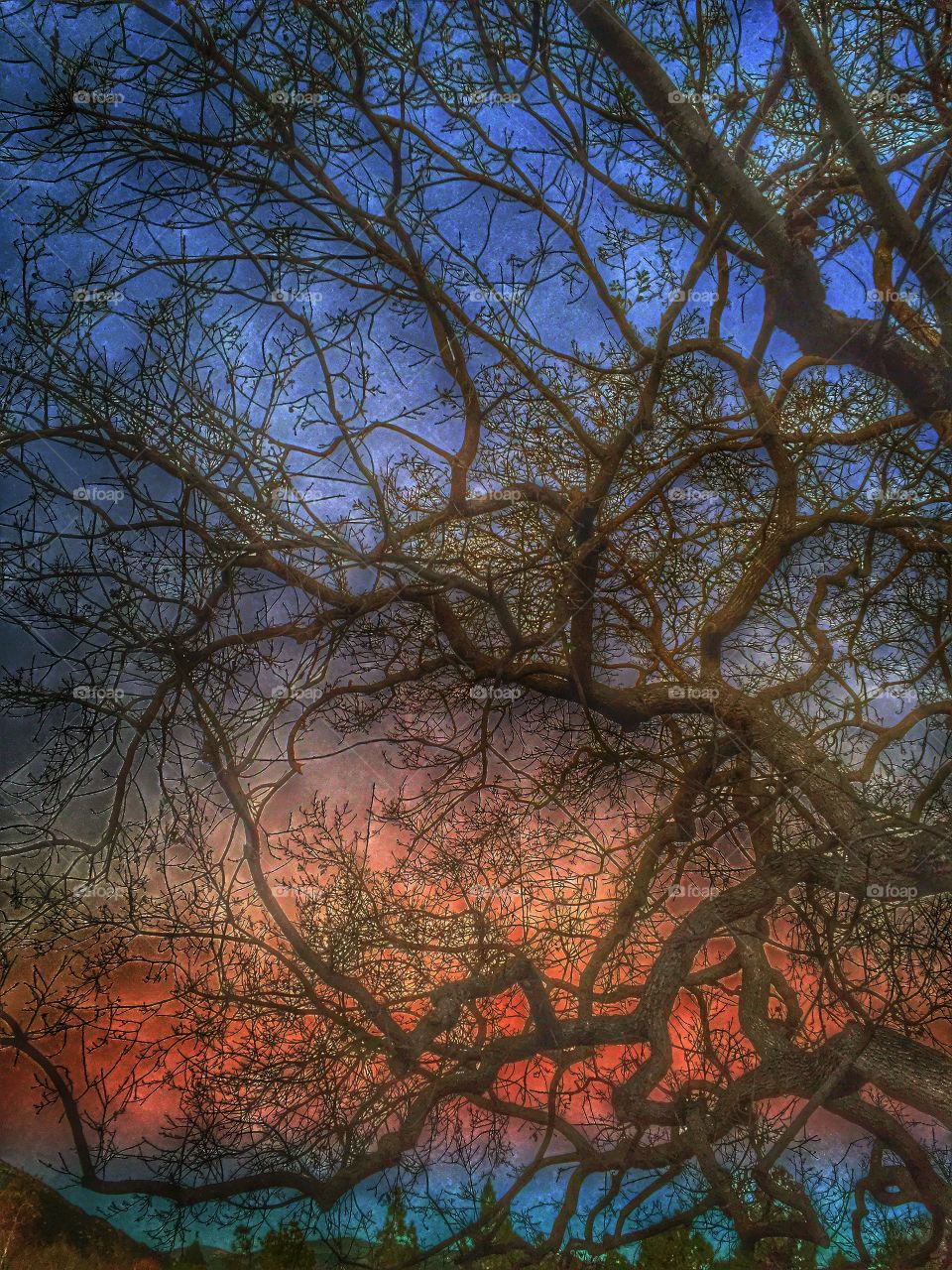 Sunset thru the Oak Tree. A colorful sunset silhouettes an old oak tree