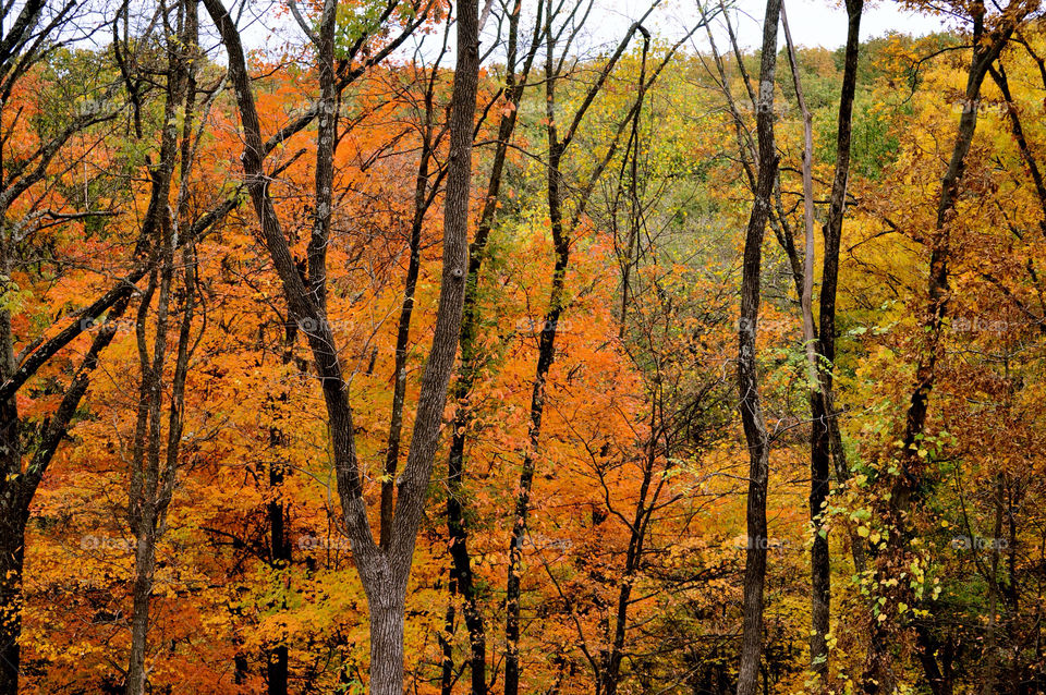 nature outdoors colors tree by refocusphoto