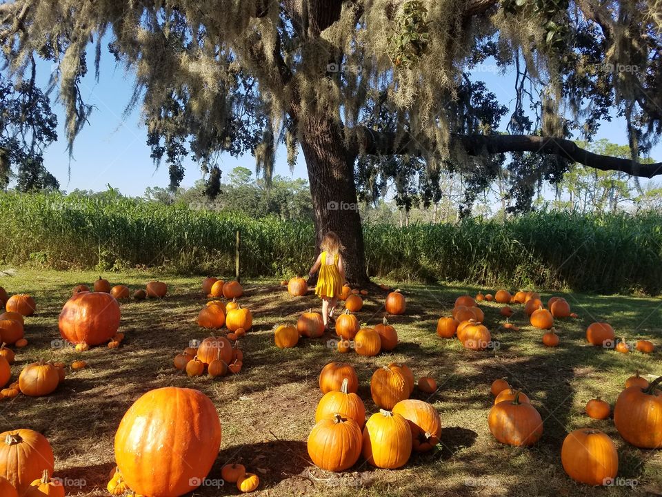 It's a pumpkin season