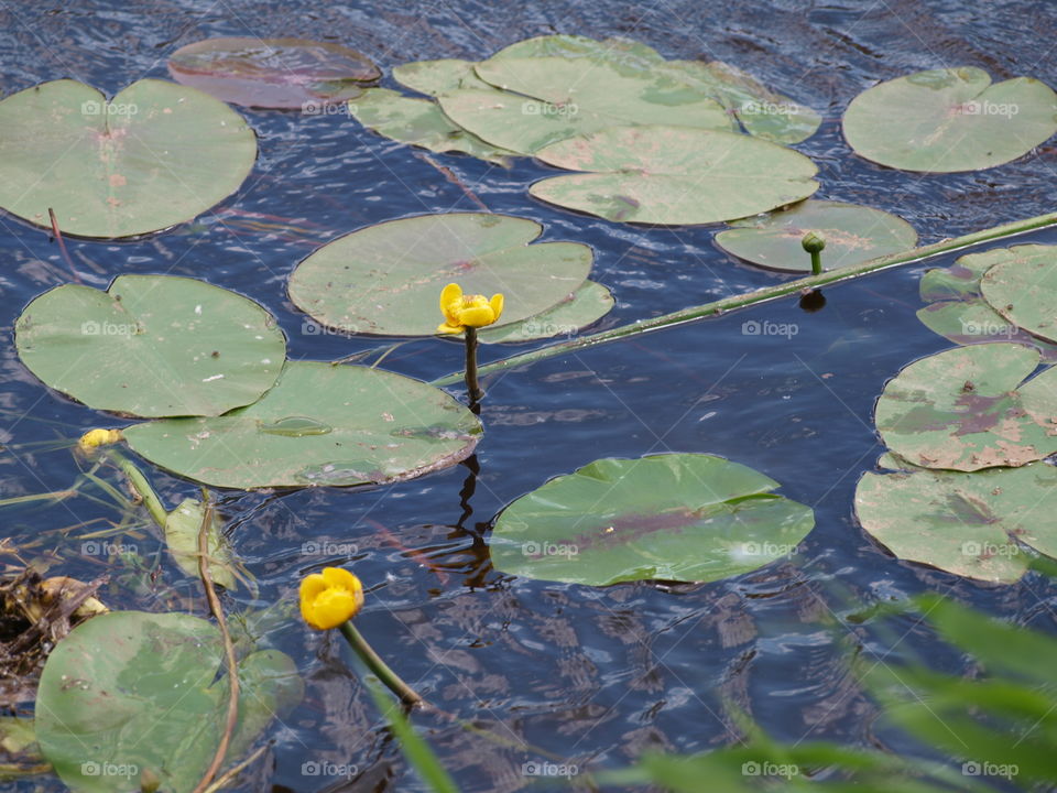 lake and water lilies