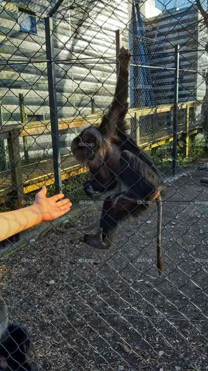 Trying to become a friend with a monkey