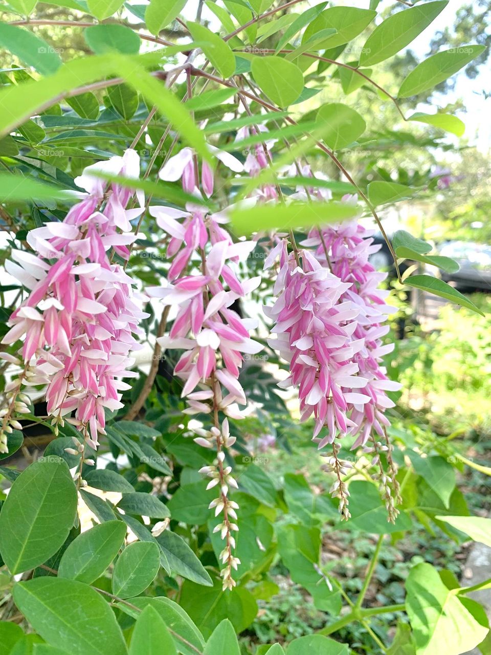 Beautiful pink and white flowers blossoming. I took this while out exploring nature.
