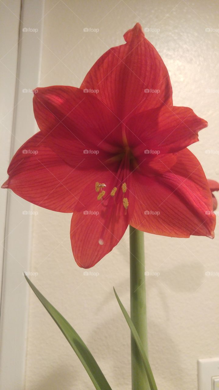 Red amaryllis