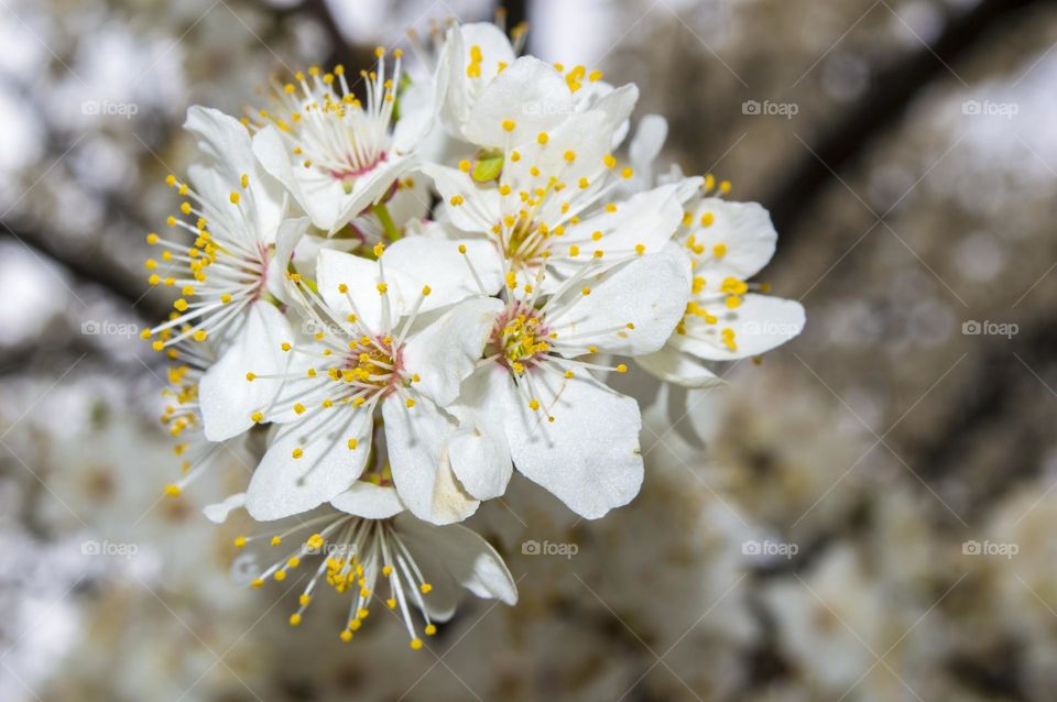 Spring bloom!