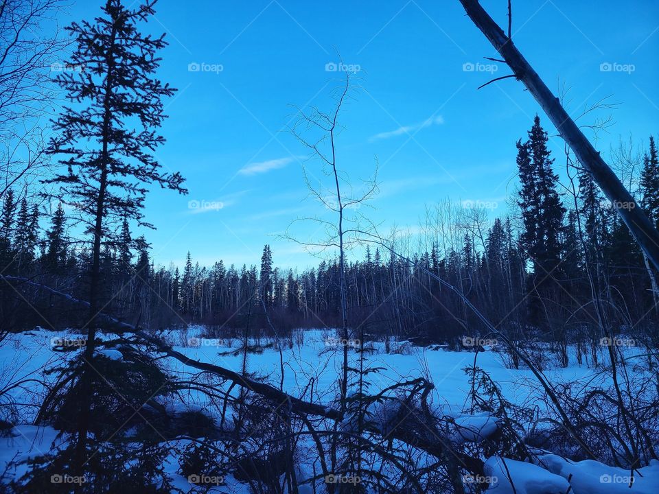 When the sun sets in a winter forest