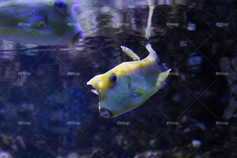 fish zoo aquarium farben by dryair