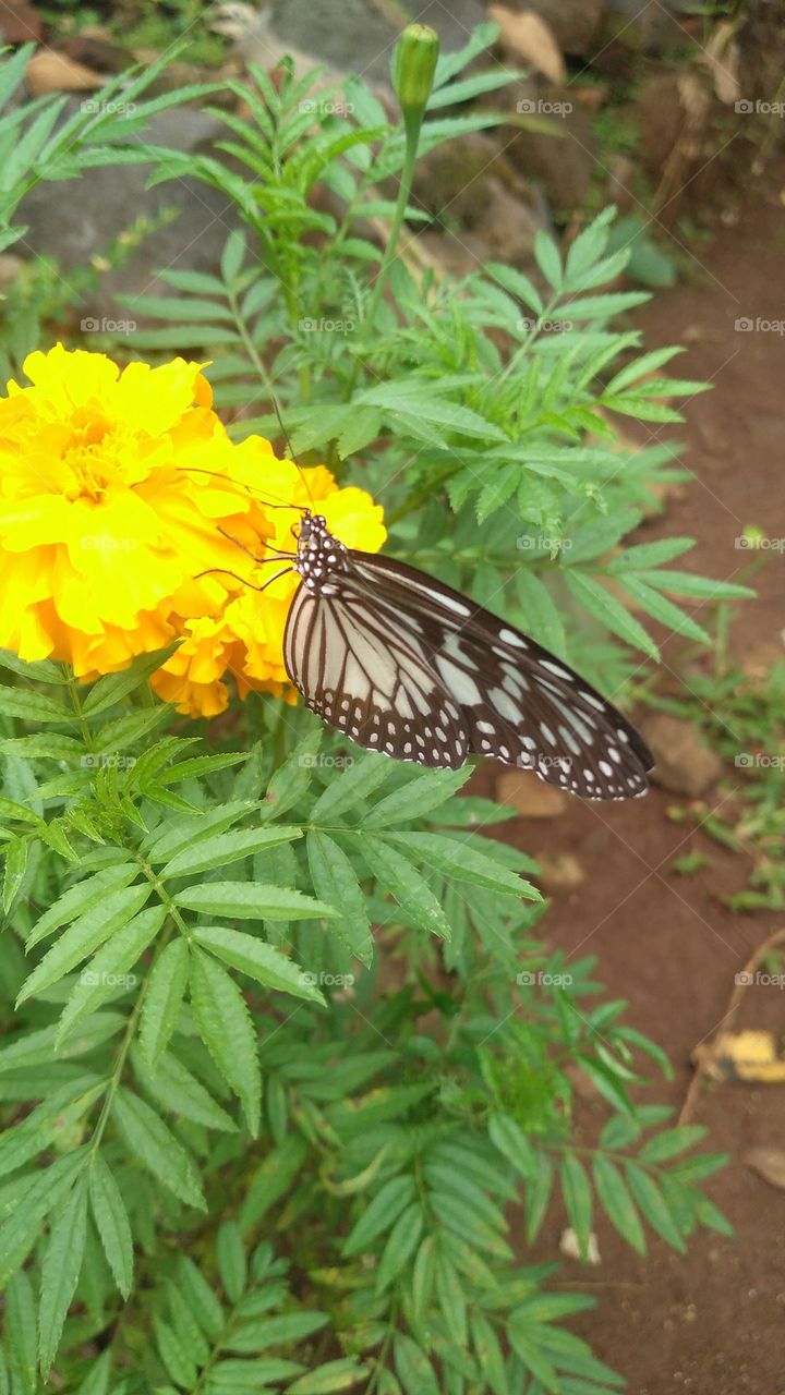 Beautiful butterfly perched on a blooming flower