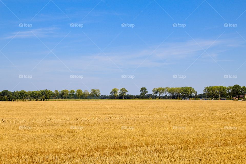 wheat field in the summer