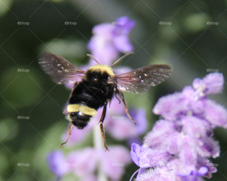 Bumble bee and lavender