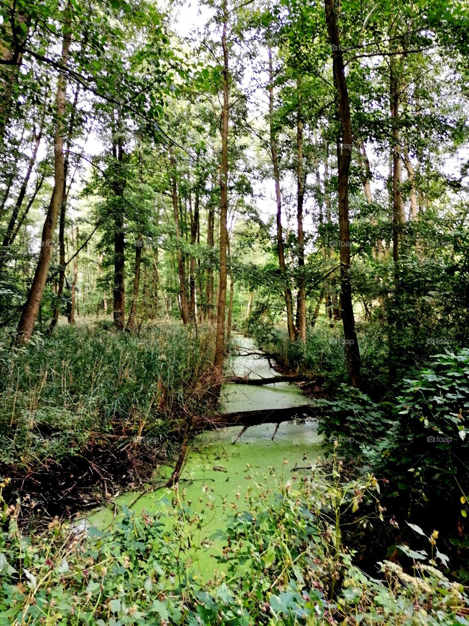 Fluß im Wald