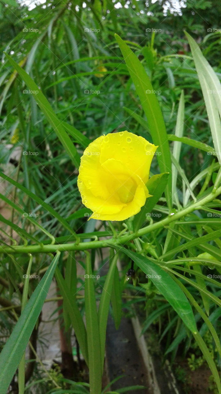 India flower very nice yellow flower 
look is that's